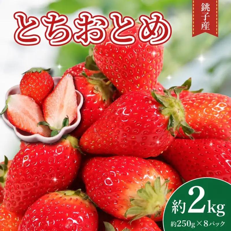 とちおとめ 約2kg いちご 【 とちおとめ 】 先行予約
