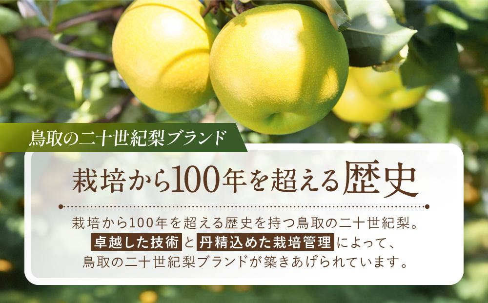 【先行予約】数量限定 鳥取県産梨 新甘泉（しんかんせん）5kg（8～12玉）
