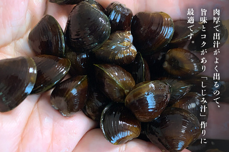 涸沼産 冷凍しじみ 大粒 1kg（100g×10p）【石岡市・水戸市共通返礼品】 しじみ シジミ 蜆 国産 小分け 砂抜き不要 冷凍 冷凍保存 海鮮 貝 魚貝類 魚介類 魚貝 魚介 味噌汁 みそ汁 酒