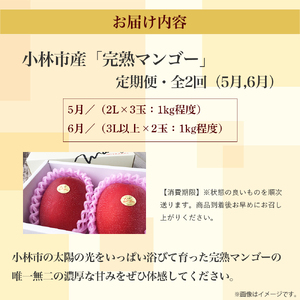 【先行予約！マンゴー定期便・全2回】小林市産「完熟マンゴー」コース(5月,6月）定期便 フルーツ フルーツ定期便 2025 マンゴー 先行予約 宮崎 果物 人気