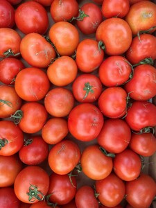 むつ市産　寅福菜園の「サステナブルトマト」訳あり4kg