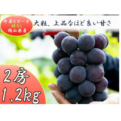 岡山県井原市産 ピオーネ 2房(1.2kg)【2026年8月下旬から順次発送】【配送不可地域：離島】【1565487】