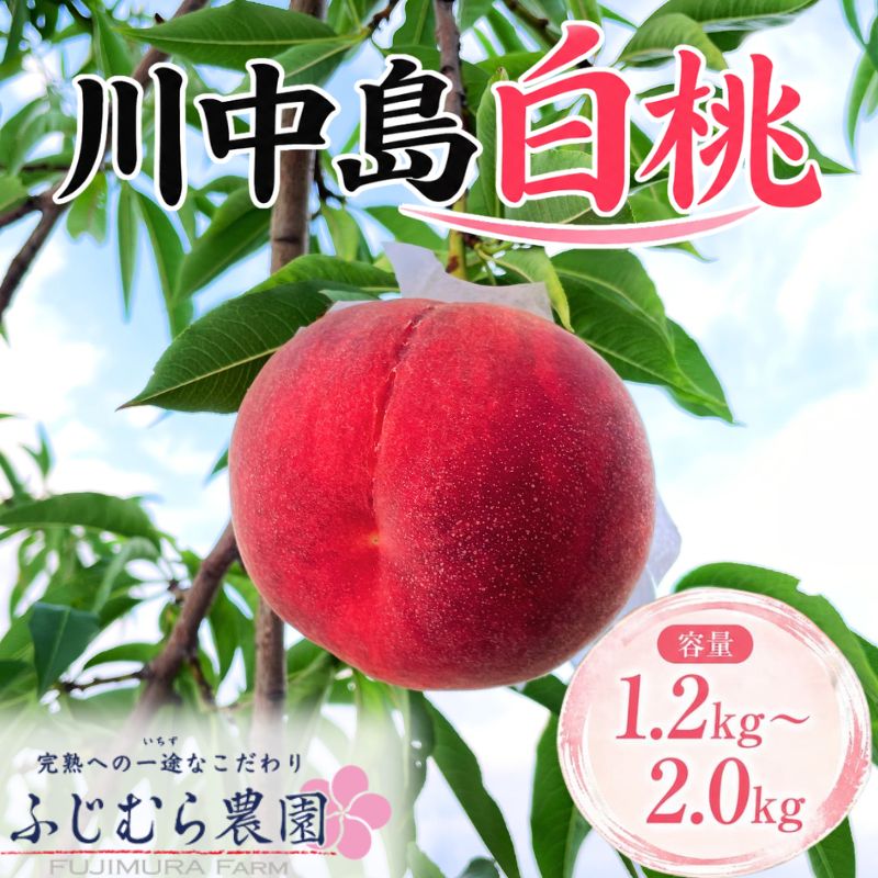 【ふるさと納税】訳あり 白桃 約1.2kg~約2.0kg 期間限定 家庭用 川中島白桃 先行予約 8月下旬発送 盛岡市産 家庭用 白桃 完熟 もも モモ momo 果物 くだもの 旬 産地直送 おやつ 詰め合わせ 贈答 ギフト 人気 ピーチ 夏 2026年 東北 岩手 盛岡 ふじむら農園 fujimura001P