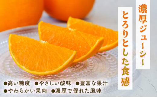 KU303 【高評価農園の限定温室せとか】＜先行予約＞ 溢れ出る果汁！順子姉さんのひっぱりだこ愛情温室せとか 2.5kg