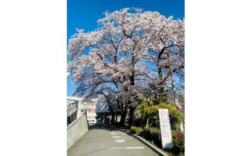 【先行予約】令和8年2月16～令和8年3月23日人間ドック・脳MRI検査・ABI・胸部CT検査　1名様（日帰り）大月市立中央病院