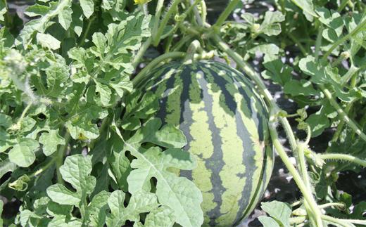 美味しいスイカを年中食べれるように、そんな願いを込めて開発されました。