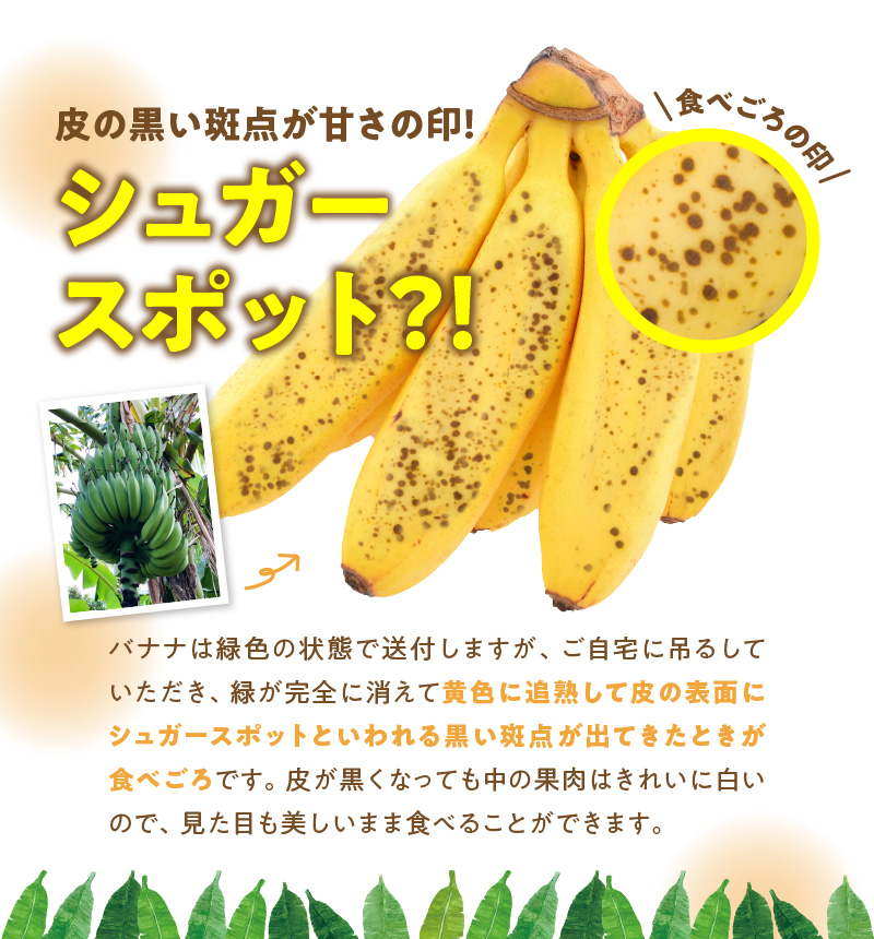■ 栽培期間中 農薬・除草剤・化学肥料不使用！バニラ風味の甘い島バナナ 3kg【2025年6月～2025年11月下旬お届け】　W043-001u