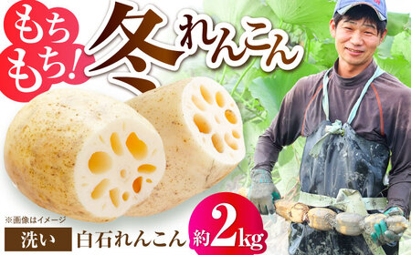 白石町産 洗いれんこん約2kg / 蓮根 れんこん レンコン 蓮根 れんこん レンコン 蓮根 れんこん レンコン [IDC005]