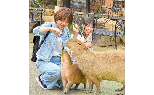 
伊豆シャボテン動物公園入園引換券(エサあげチケット&グッズつき)1名様【1014969】
