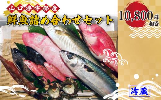 鮮魚詰め合わせ・セット・パック (10,800円相当) 【魚 新鮮 ツマミ 刺身 塩焼き 詰め合わせ 高級魚 市場直送 山口県 宇部市】