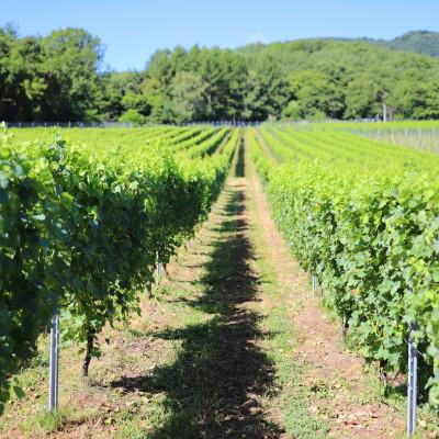 ふるさと納税 韮崎市 花菱 メルロー&カベルネ・ソーヴィニヨン2022 750ml |  | 03