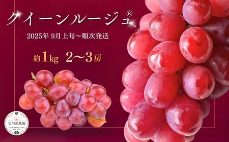 種なしぶどう クイーンルージュ®(長野県オリジナル品種) 約1kg (2 ~ 3房) ｜ ぶどう