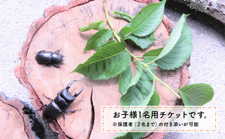 【幼児~小学生対象】昆虫飼育体験講座Aコース(昆虫成虫1ペアと飼育セット付き<体験:7月~9月の各日曜日>)ご利用券(1名様)