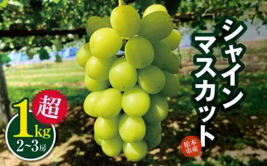 【2026年発送】先行予約 松本市産 シャインマスカット １kg超│ 贈答 プレゼント シャインマスカット しゃいんますかっと ぶどう ブドウ 葡萄 くだもの 果物 ふるーつ フルーツ 長野県 松本市