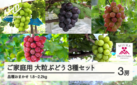【農業者支援】≪先行予約≫ご家庭用 2026年山形県産 品種おまかせ 大粒ぶどう3種セット 1.8～2.2kg（3〜5房） 2026年9月中旬から順次発送 ぶどう ブドウ 葡萄 マスカット 大粒 種なし皮ごと食べられる 高級 くだもの 果物 フルーツ 産地直送 農家直送 数量限定 ギフト 自宅用 訳あり F21A-441