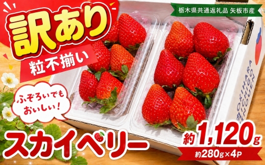 訳あり 粒不揃い スカイベリー 1,120g (280g×4P) | 栃木県共通返礼品 矢板市産 いちご 果物 フルーツ 栃木県下野市