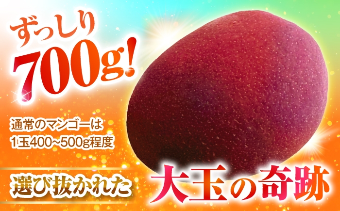 マンゴー まんごー 芒果 Mango mango フルーツ ふるーつ Fruit 果物 果実 くだもの 完熟 トロピカルフルーツ