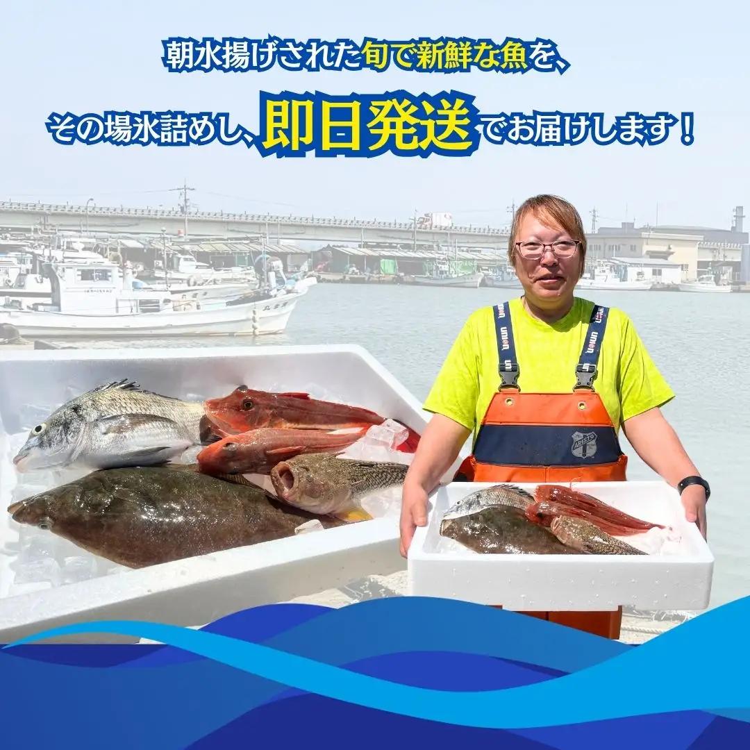 【下処理済み】 旬の鮮魚 詰め合わせ 2kg以上  (3～5種)  安宅漁港 石川県 小松市