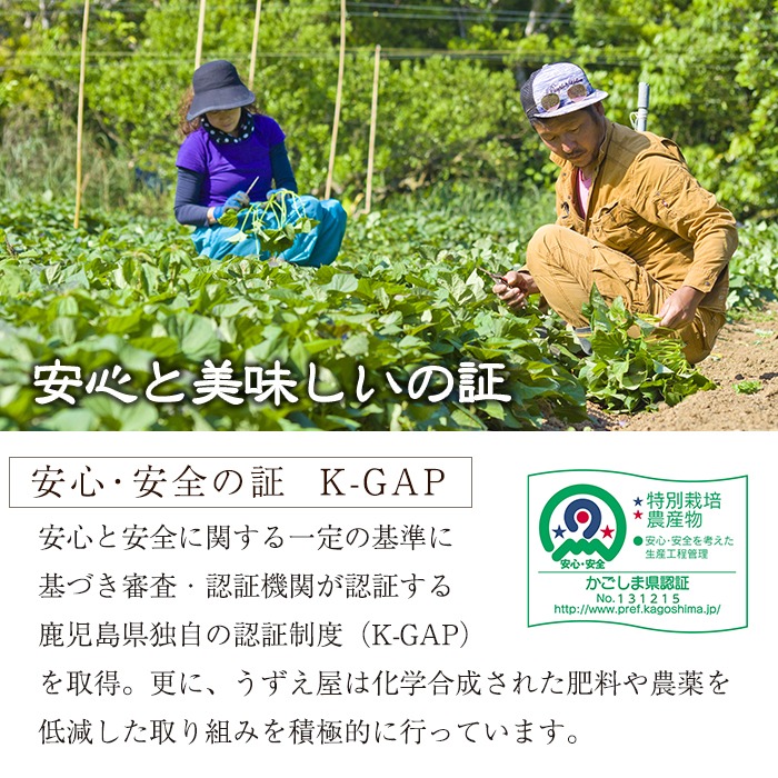 n276 《訳あり》先行予約受付中！2024年10月下旬より順次発送予定！種子島産 安納芋＜紅＞(期間限定容量11kg)【うずえ屋】