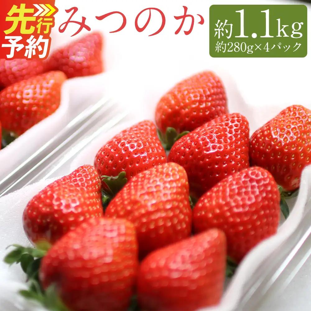 希少な地元産いちご 『みつのか』 280g×4パック 計1.12kg 【2026年12月下旬から2027年4月下旬発送予定】