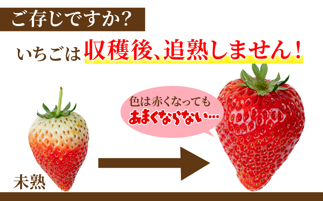 【先行受付：1月中旬以降発送】いちご「茂木完熟いちご」師匠が育てた朝採れとちおとめ レギュラーサイズ 約270g × 2パック 計約540g | いちご イチゴ 苺 とちおとめ 完熟 果物 フルーツく