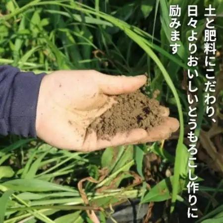 京都府久御山町 とうもろこし 20本 朝採り ゴールドラッシュ【配送不可地域：離島・北海道・沖縄県・東北】【1737373】