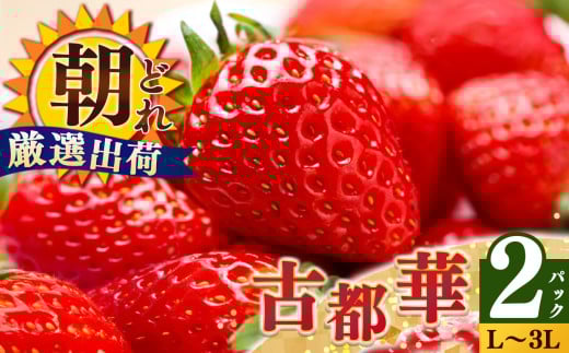 ジューシー  平群の古都華 いちご L ~ 3L サイズ から 2種 （2パック1ケース）計 2パック 苺屋小東 |先行予約 フルーツ 果物 くだもの ブランド いちご 苺 古都華 ことか 大粒 甘い