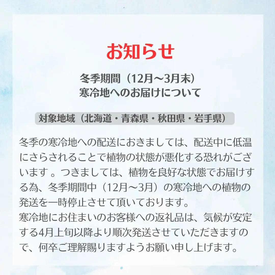 コウモリラン（ビカクシダ） 苔玉 インテリア 緑 グリーン 植物 簡単 初心者 かわいい 自然 おしゃれ 送料無料 Green Walk グリーンウォーク 愛知県 豊橋市