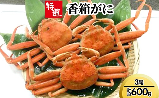 【特選】香箱がに3尾（計約600g） ※2025年11月中旬～2026年1月上旬頃に順次発送予定