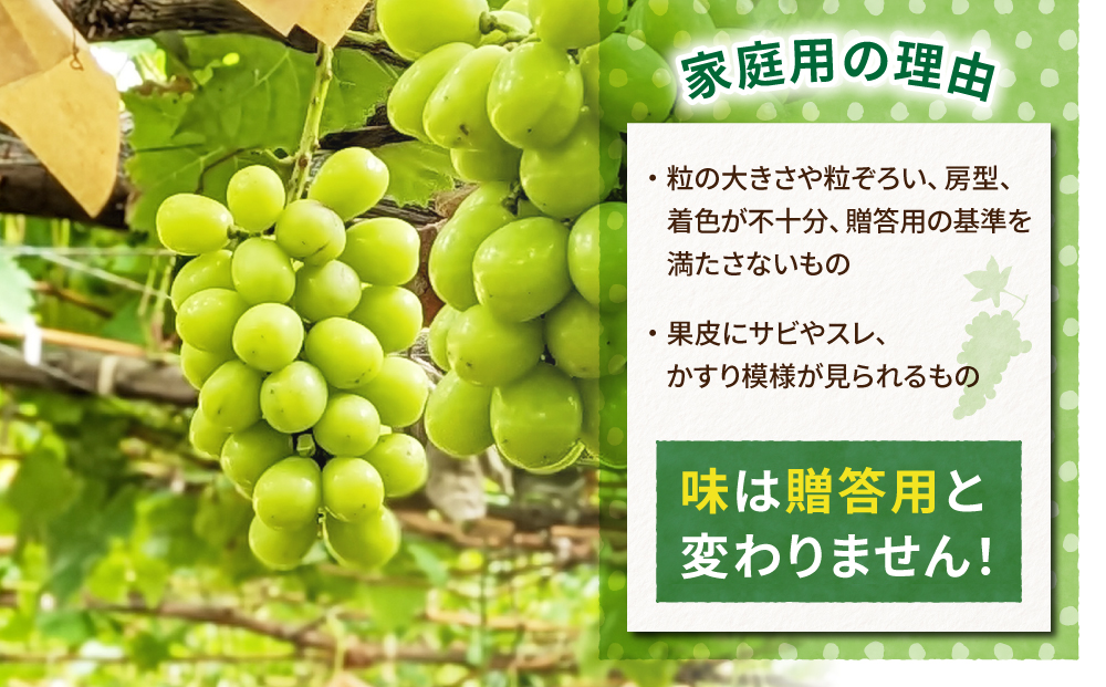 【先行受付2025年発送】家庭用シャインマスカット900g（2~4房）農薬節減長野県認証｜東御こもだ果樹園　※2025年9月下旬～10月下旬に発送予定