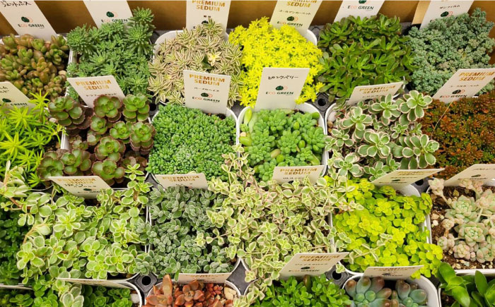 オリジナル鉢付き！かわいい売れ筋多肉植物お届けセットC エコグリーンヒガシ 大村市 [ACAL006]