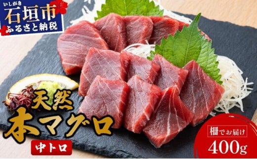 【数量限定】石垣島産 天然本マグロ 中トロ 約400g ヤエスイ ＜2025年6月下旬より発送＞ | 産地直送 中トロ 中とろ 国産 まぐろ 鮪 天然 赤身 魚 お刺身 本まぐろ マグロ 沖縄県 沖縄 琉球 八重山 八重山諸島 石垣島 石垣 石垣島産