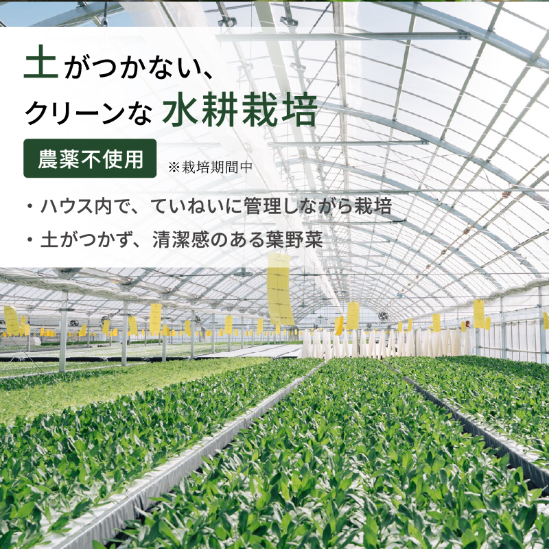 葉野菜 若採り サラダ ルッコラ ジュニア | ベビー ほうれんそう ホウレンソウ 水菜 ミズナ 生食 野菜 セット 新鮮 健康 人気 おすすめ 高知県 南国市