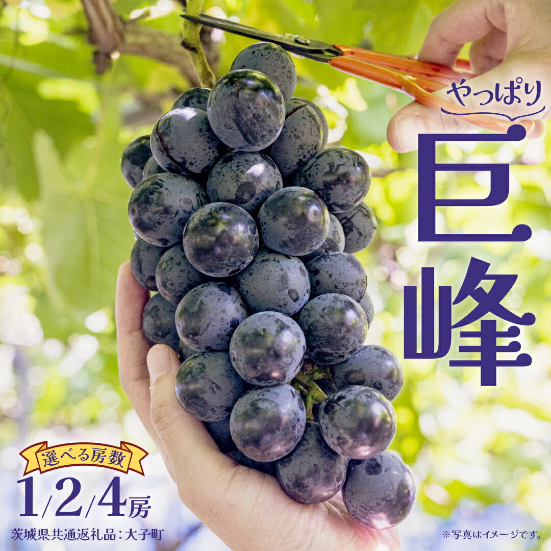 【ふるさと納税】《 選べる 房数 》 巨峰 1房 2房 4房 【2026年9月上旬発送開始】 (茨城県共通返礼品：大子町) ぶどう 葡萄 ブドウ フルーツ 果物 スイーツ