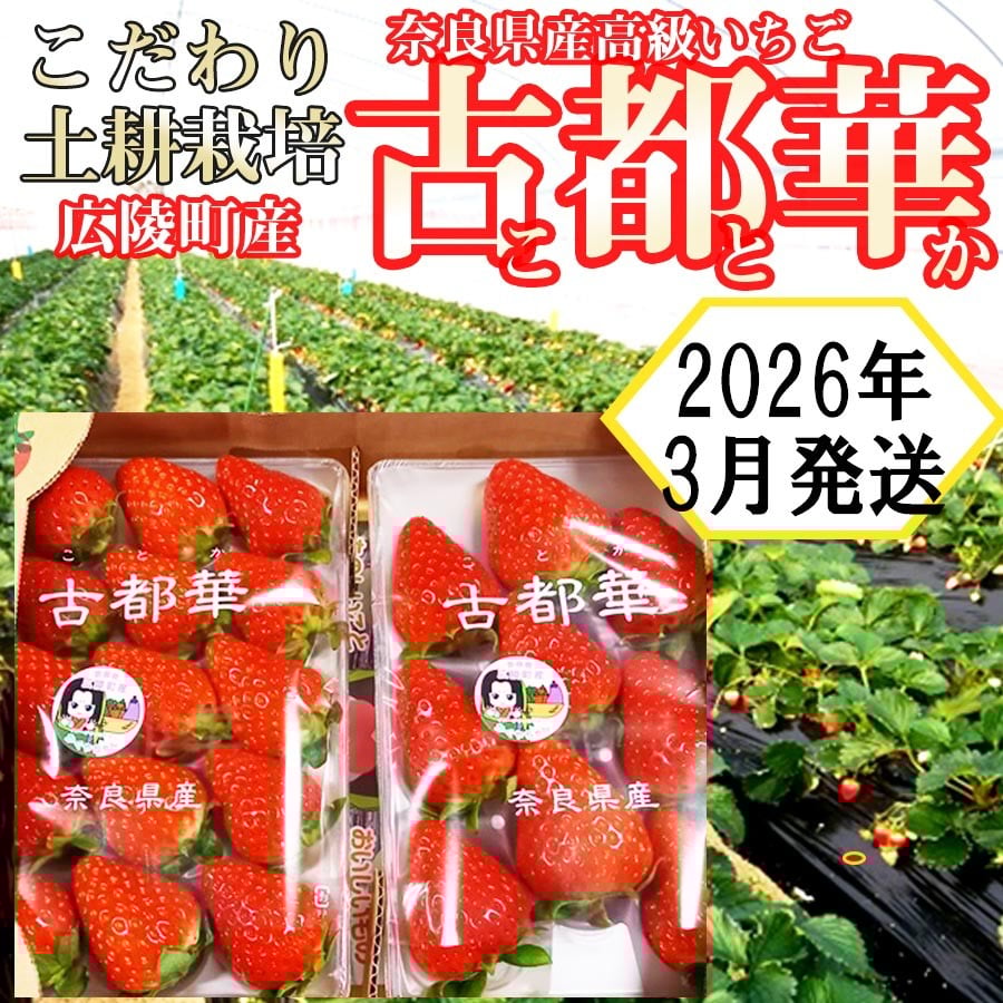 
            【2026年3月発送】こだわりの土耕栽培 奈良県産いちご【古都華】農家直送!2パック入り
          