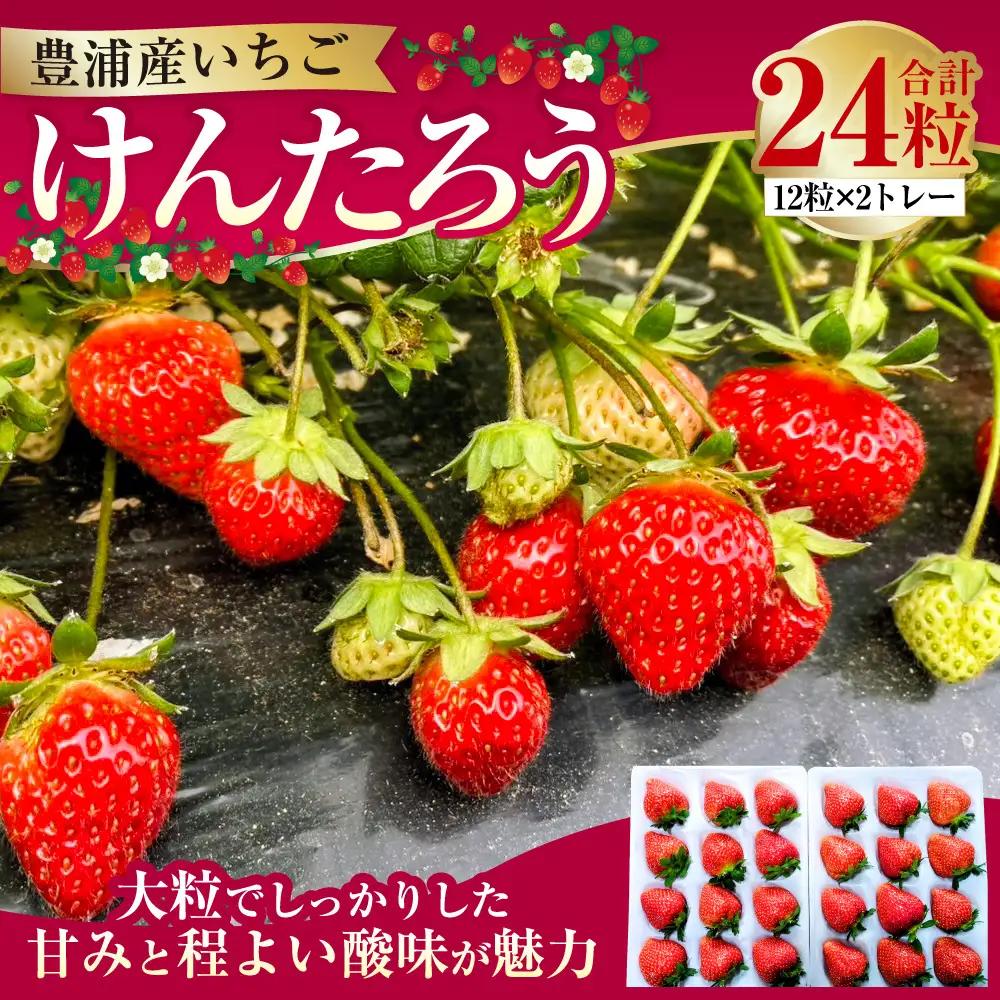 【2027年5月上旬～6月上旬発送予定】いちご「けんたろう」2トレーセット 