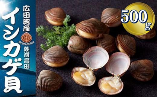 【先行予約】高級 広田湾 イシカゲ貝 約500g (目安：7～9個) ※期日指定不可※ 【 いしかげ貝 海産物 幻の貝 高級 刺身 岩手 陸前高田 】 2025年6月頃～発送予定 RT2473-2025