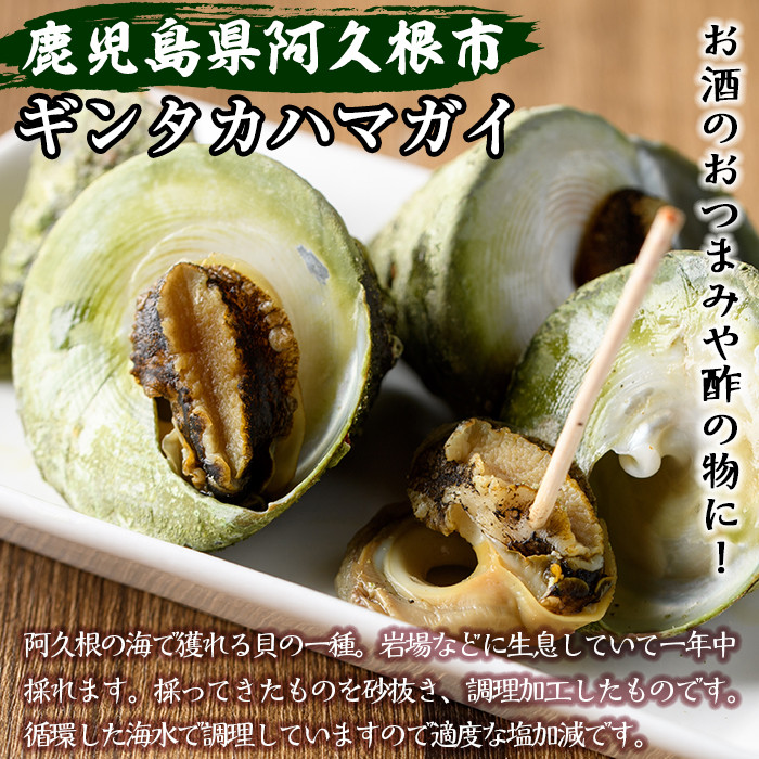 ギンタカハマガイ