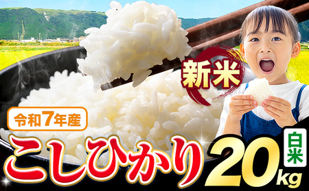 令和7年産 こしひかり 20kg 白米 《7-14日以内に出荷予定(土日祝を除く)》