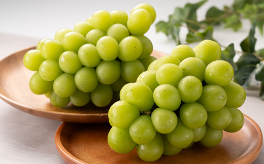 1065.【先行受付】特選大粒シャインマスカット2～4房(10月初旬～12月中旬頃発送予定)