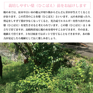 勝浦ひな桜 苗木 1本