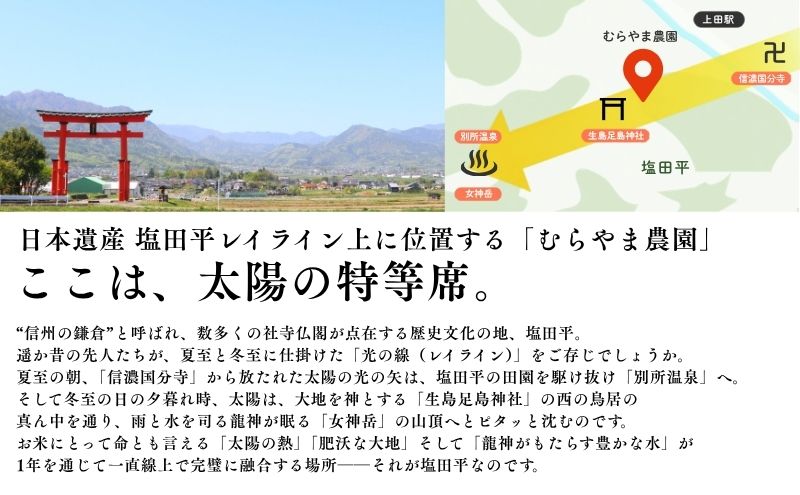 こしひかり 3kg 米 塩田平の「晴米」 コシヒカリ こしひかり 精米