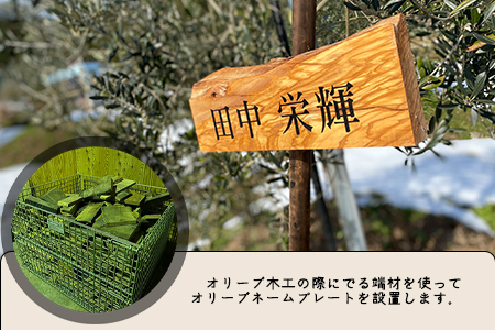 【京都府/オリーブオーナー】【収穫体験プラン】令和5年度オリーブ樹のオーナーになれる　DZ00015