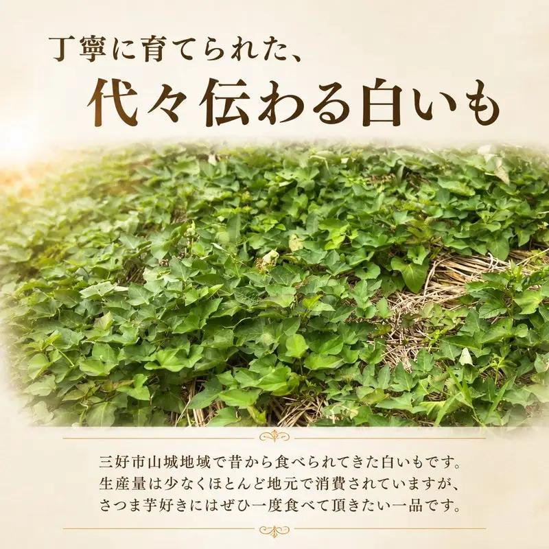 白いも 1.5kg サツマイモ 芋 旬 秋の味覚 【 さつまいも 】