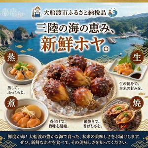 【先行予約】 ホヤ専門業者！ 殻付きホヤ 6個 ＼5月以降順次発送／