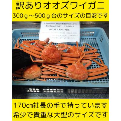 ふるさと納税 白老町 訳ありオオズワイガニ　8尾から10尾入で4kg　冷凍便 |  | 01
