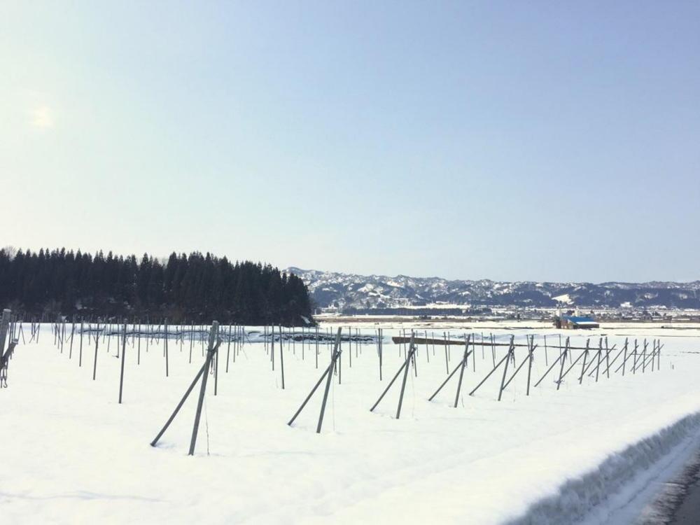 南魚沼産カベルネ2021―反射シートの光が描く、雪国ワインの極致 750ml×1本