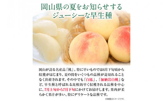 【令和7年度先行予約】岡山県産 白桃 (早生種) 約1.3kg  晴れの国 おかやま館(漂流岡山)《2025年7月下旬-9月下旬頃出荷》【配送不可地域あり】---124_c862_7g9g_24_18