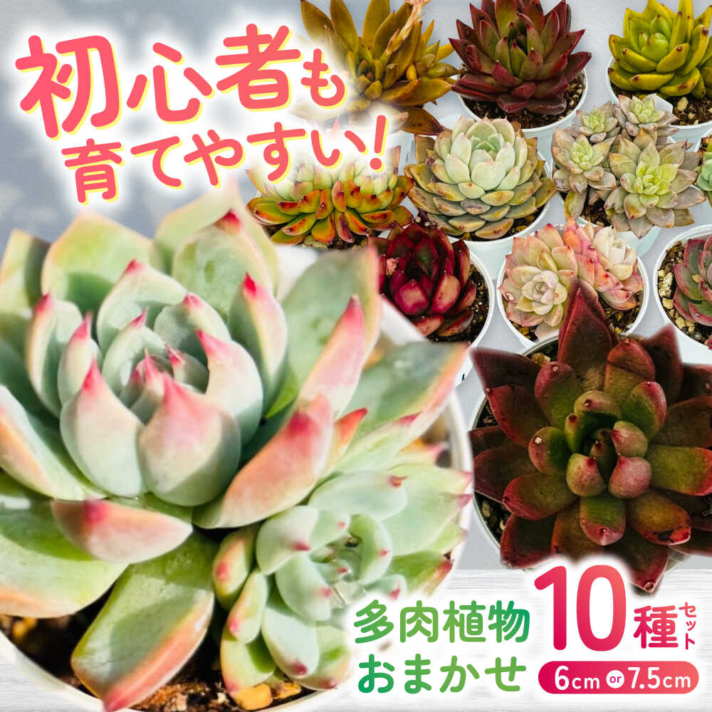 【ふるさと納税】多肉植物 初心者さんも育てやすい エケベリア おまかせ 10種セット / 植物 インテリア 苗 自然 ナチュラル 緑 置物 初心者 栽培 【mucca】[ATHD002]