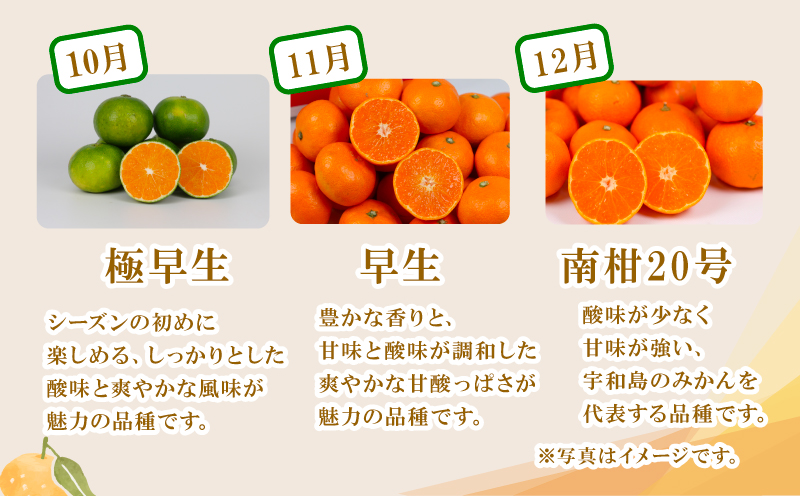 温州みかん 小玉 中玉 約2kg 矢野青果 極早生 早生 南柑20号 フルーツ 柑橘 蜜柑 mikan 温州 うんしゅう わせ 早生みかん 極早生みかん 果物 くだもの みかん 人気のみかん 美味しい